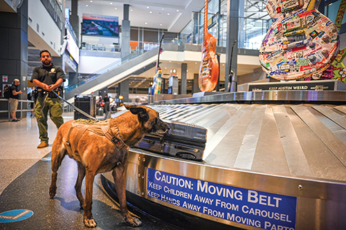 Airport dog