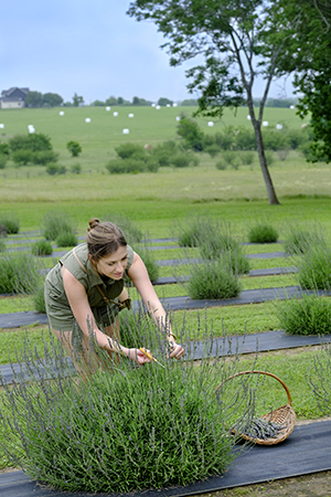 Chappell Hill Lavender Farm