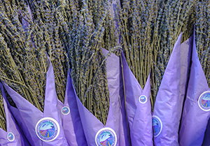 Luling Lavender Fields