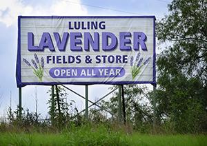 Luling Lavender Fields