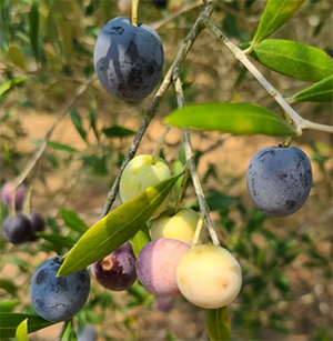 Arbequina olive trees thrive in sandy, well-drained soil. The fruit ripens in late September and early October before being harvested and milled for oil. Dell’s Favorite Texas Olive Ranch photo