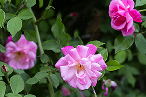 An Old Blush Rose from the Antique Rose Emporium blooms in the garden. The emporium specializes in antique roses, including varieties like this rose, known for its disease resistance and fragrant, soft pink blooms. Antique Rose Emporium photo