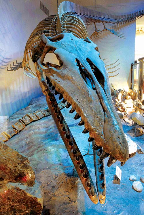 Meet the Onion Creek Mosasaur | Bluebonnet Electric Cooperative