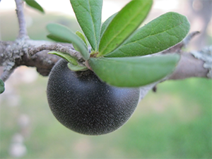 Native Texas persimmons grow on Kathleen Canales’ farm. They ripen on the branch, turning black when fully mature. These drought-tolerant fruits are a valuable food source for wildlife and can be eaten fresh when fully soft. Wild Edible Texas photo