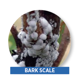 bark scale