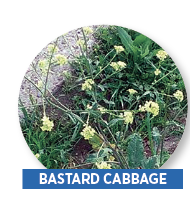 bastard cabbage