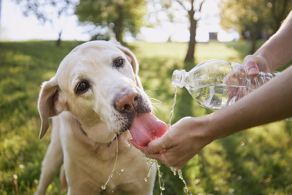 Dog drinking