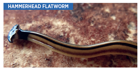 hammerhead flatworm