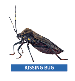 kissing bug