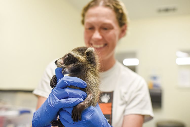 Hayley Hudnall, Austin Wildlife Rescue’s executive director, holds a 1-month-old raccoon after feeding time.