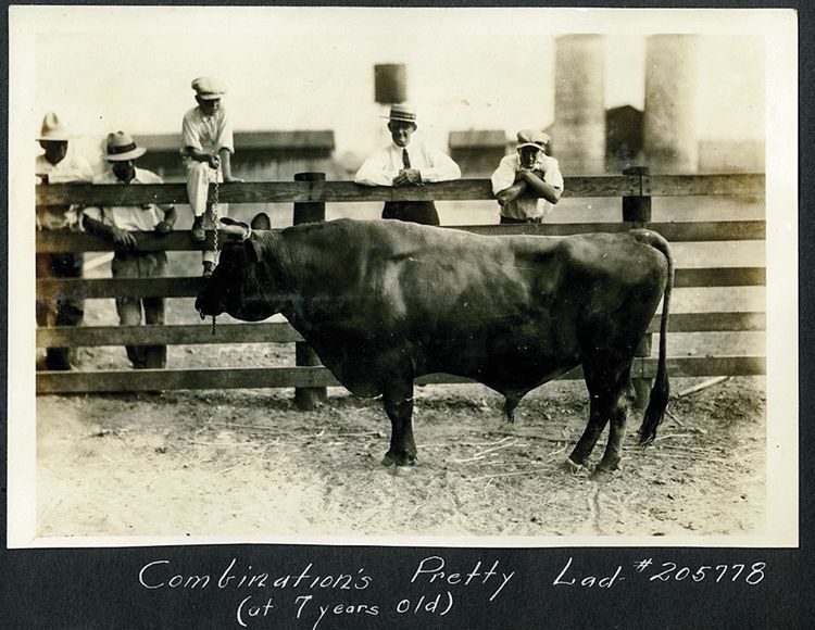 A vintage photo of one of The Luling Foundation’s early champion bulls