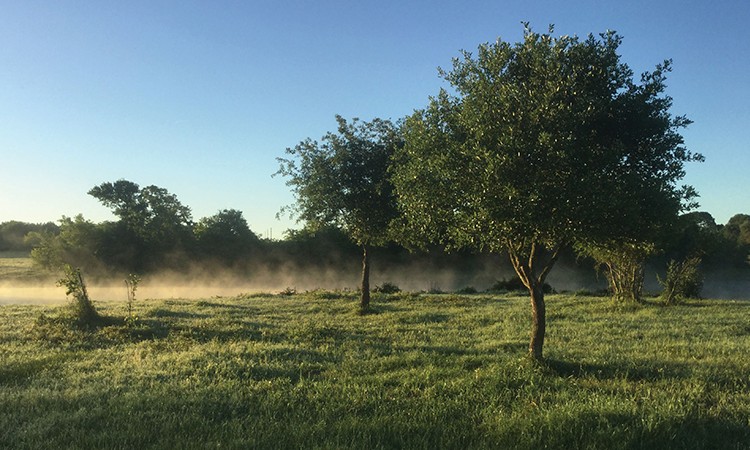 The sun rises over the Pecore Farm conservation easement in Fayette County, which includes 24 acres of never-plowed blackland prairie. (Leigh Ann Moran photo)