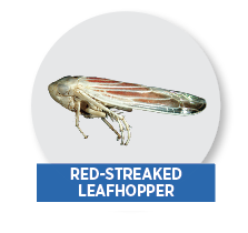 red-streaked leafhopper