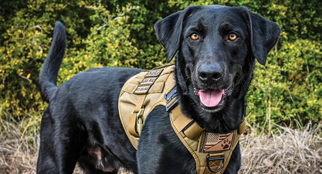 Charlie, a rescue dog, is one of only four waterleak detection dogs known to be working full time in the United States.