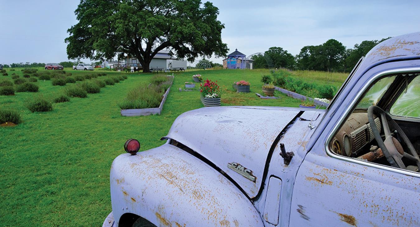 Luling Lavender Fields: Richard and Erin Leavitt’s farm rests on 10 acres of Watson Ranch near Luling. More farmers are experimenting with unusual crops in the region.