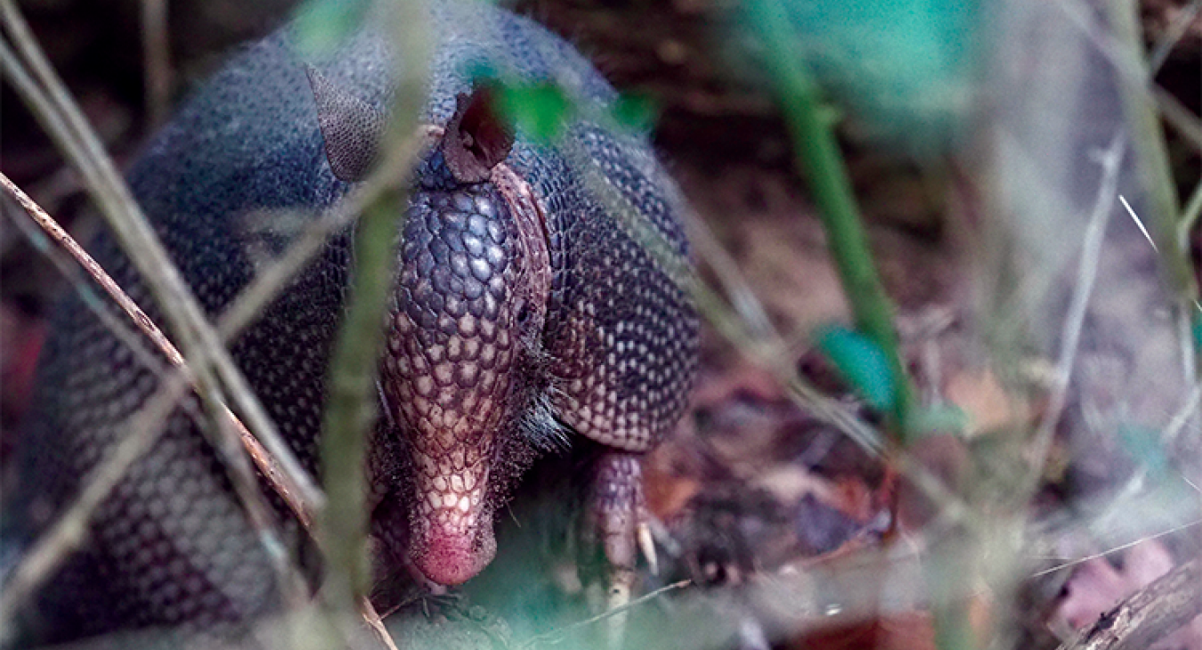 Among the wildlife encountered at Lake Somerville State Park, an armadillo