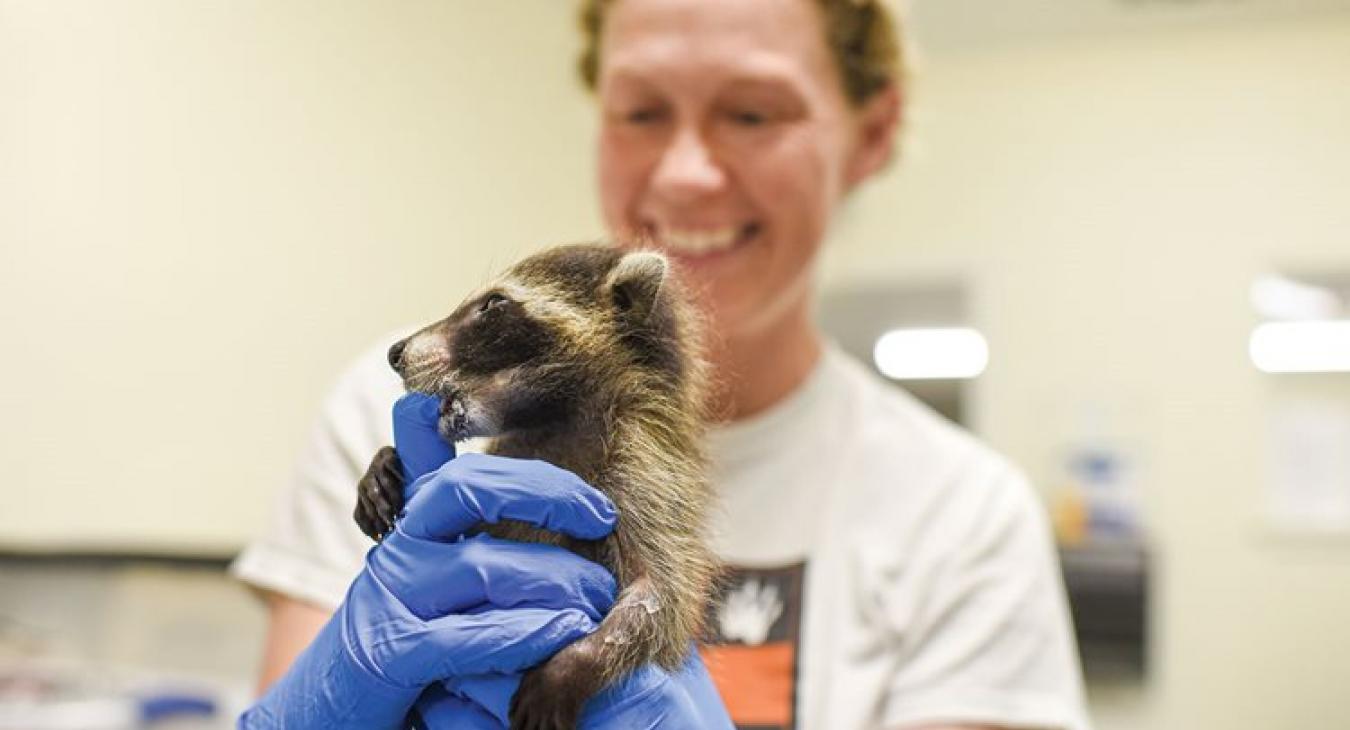 Hayley Hudnall, Austin Wildlife Rescue’s executive director, with a 1-month-old raccoon after feeding time.