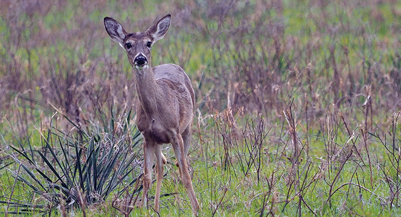 Among the wildlife encountered at Lake Somerville State Park, a white-tailed deer