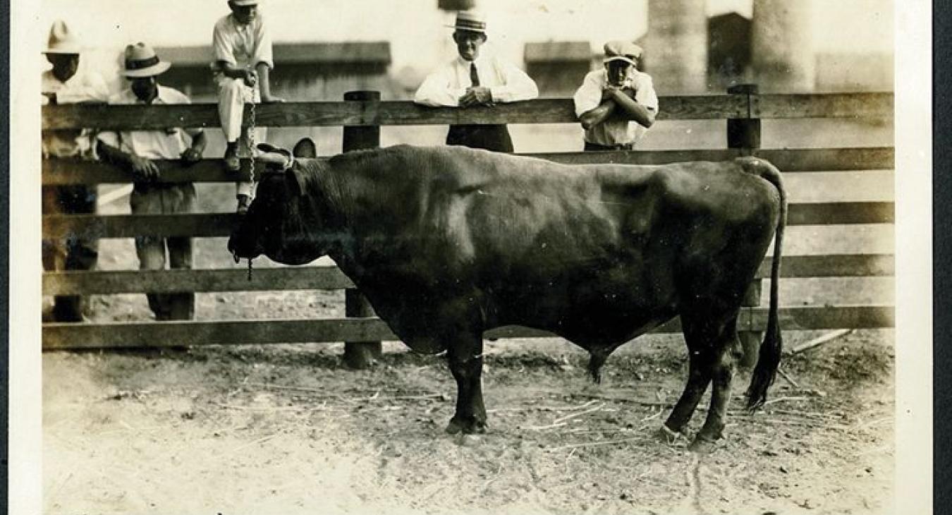 A vintage photo of one of The Luling Foundation’s early champion bulls