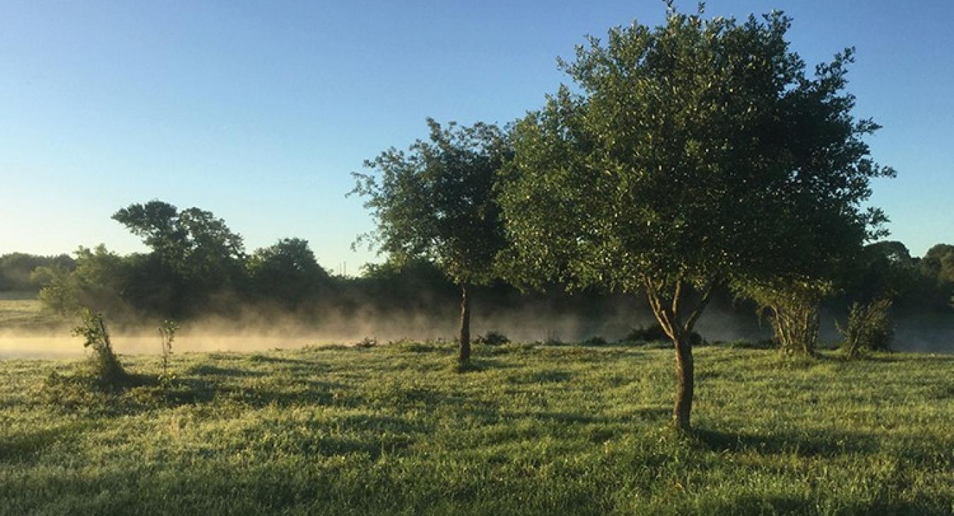 The sun rises over the Pecore Farm conservation easement in Fayette County, which includes 24 acres of never-plowed blackland prairie. (Leigh Ann Moran photo)