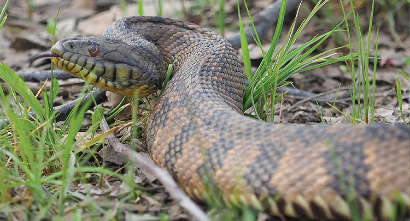 Among the wildlife encountered at Lake Somerville State Park, a Texas rat snake