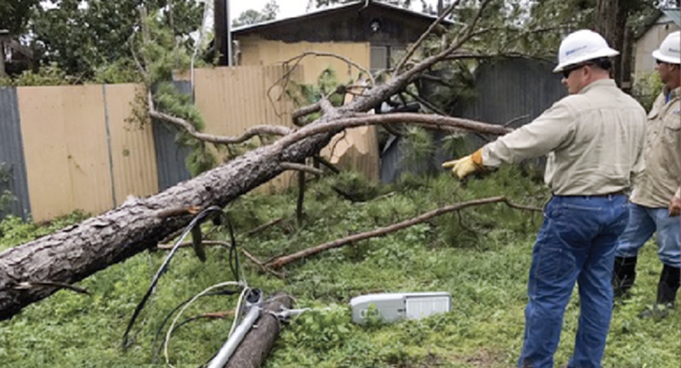 Linemen John Matejcek and Tim Mittasch survey the damage caused by a tree blown down by Hurricane Harvey’s winds. The site was near Paige. (Dean Meinke photo)