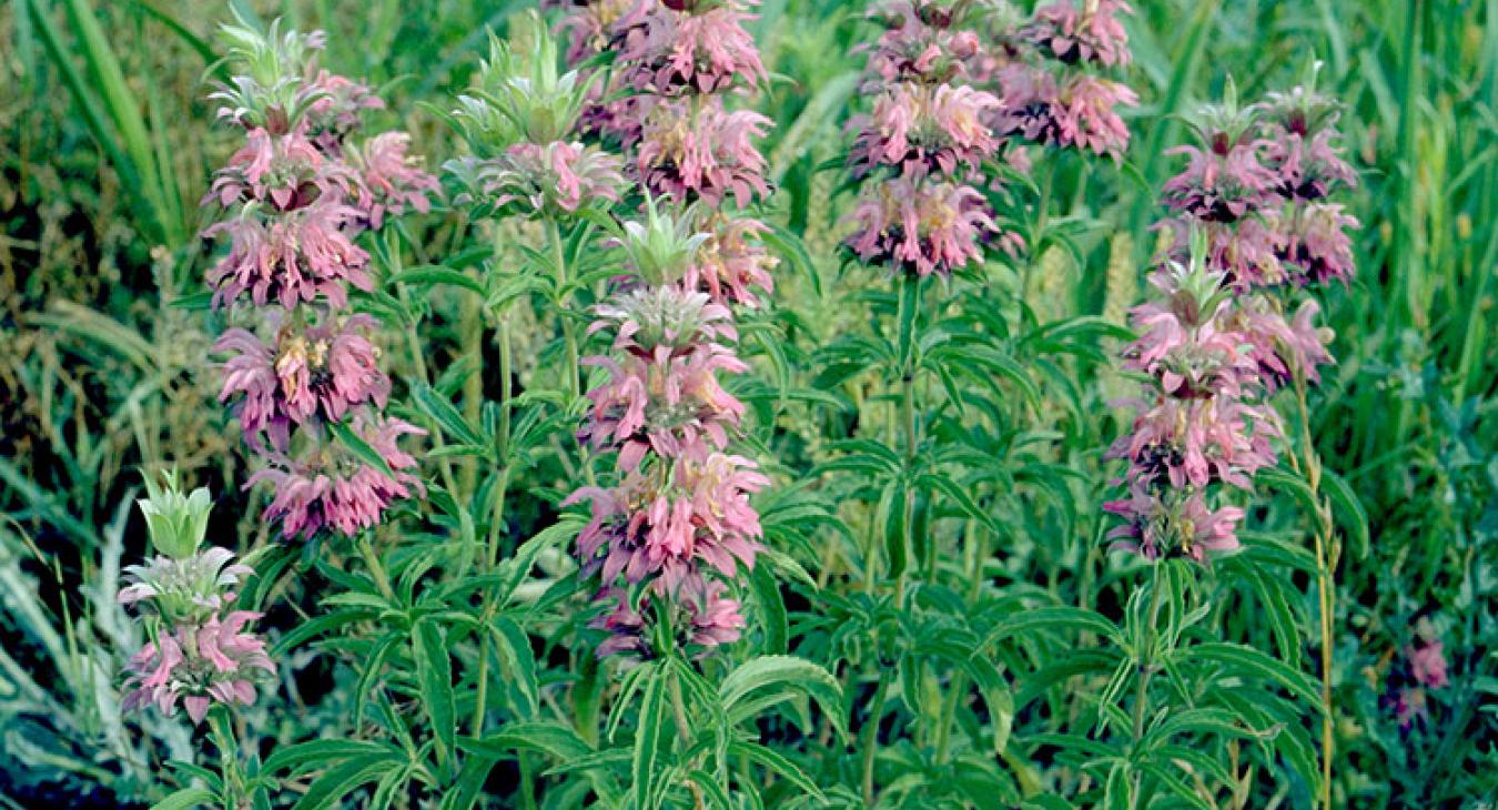 Purple horsemint Other common names:  Lemon beebalm, lemon mint, plains horse-mint, lemon horsemint, horsemint, purple lemon mint Scientific name: Monarda citriodora Characteristics: Annual herb that grows 1-2 feet tall and displays lavender-to-pink tufted flower spikes; when leaves are crushed, the plant emits a citrus scent; attracts bees and butterflies Water requirements: Drought tolerant