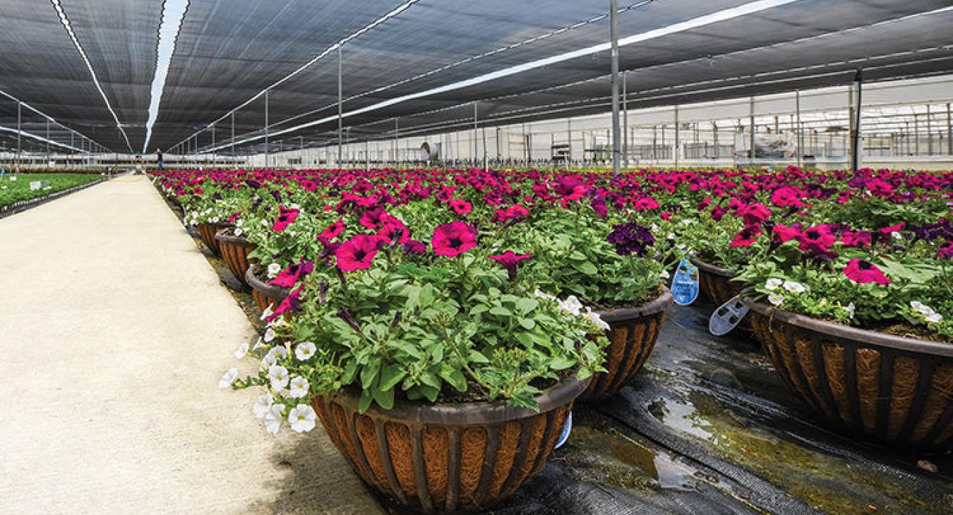 Baskets of pink, white and purple petunias line the floor of one of the many greenhouses and shaded fields. (Sarah Beal photo)