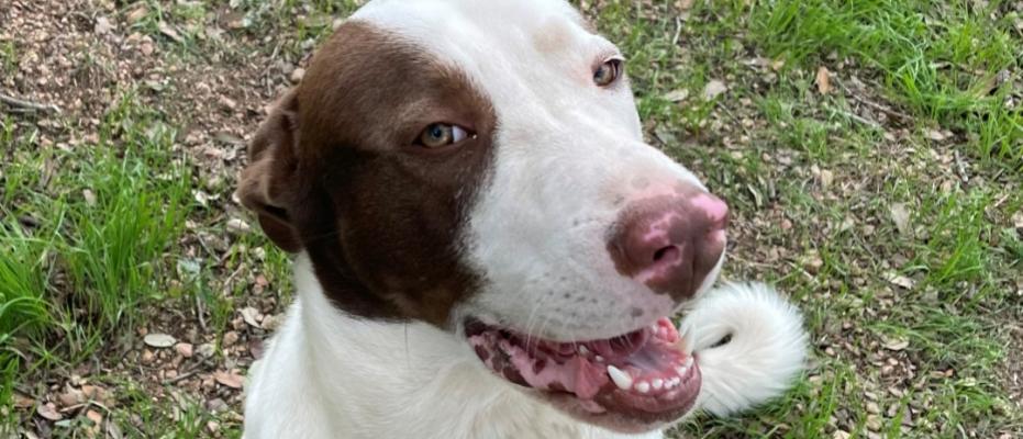 Bruno is a gentle boy waiting for his forever home at the Lockhart Animal Shelter in Caldwell County. He loves to play with other dogs and kids, according to the shelter. He is just one of hundreds of dogs up for adoption across the Bluebonnet